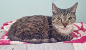 Adopcje 3