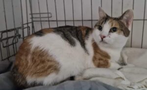 Adopcje 6