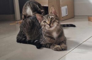 Adopcje 5