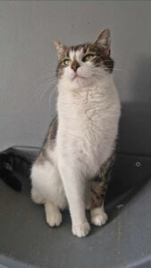 Adopcje 4