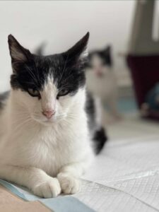 Adopcje 2