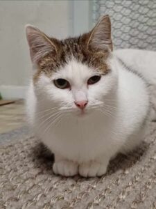 Adopcje 1 Adopcje 1