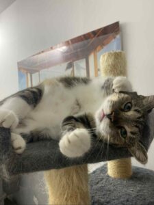 Adopcje 18