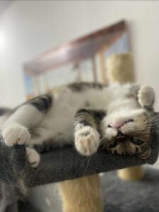 Kiki 2