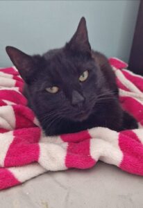 Adopcje 17