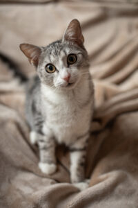Adopcje 16