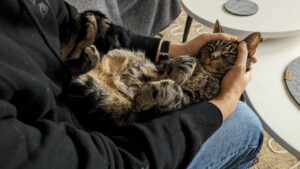 Adopcje 15