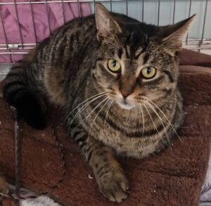 Adopcje 14