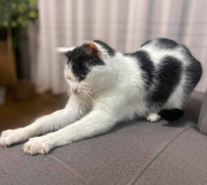 Adopcje 3
