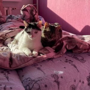 Adopcje 2