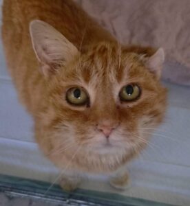 Adopcje 13
