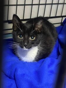 Adopcje 1