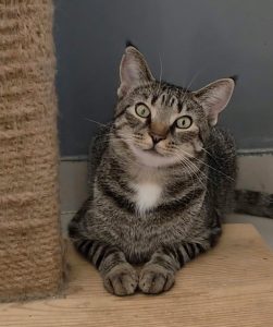 Adopcje 1